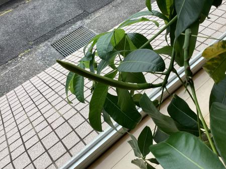 パキラのつぼみ